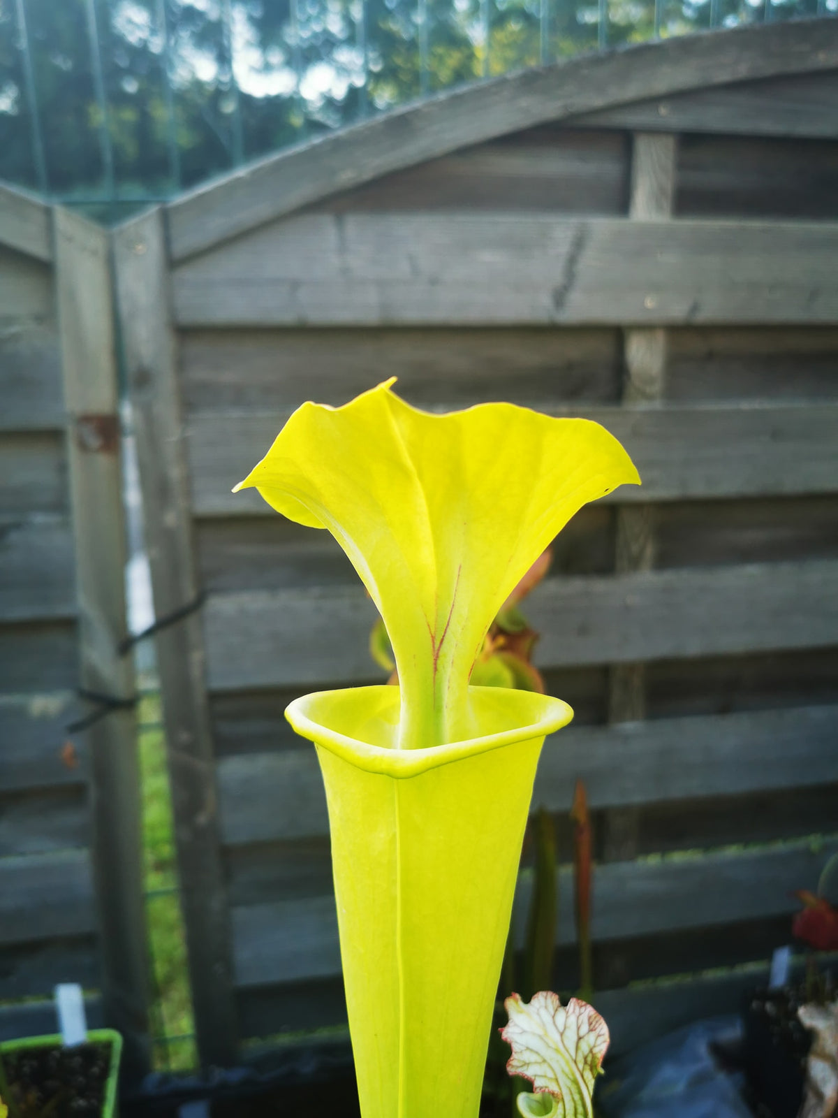 SFX01a Sarracenia flava -- “Goldie” (F257, MK)