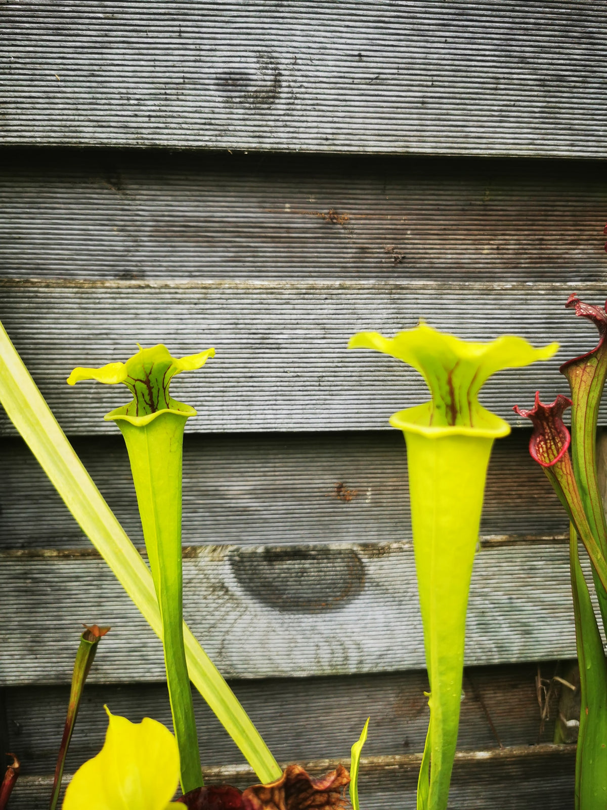 SFX01a Sarracenia flava -- “Goldie” (F257, MK)