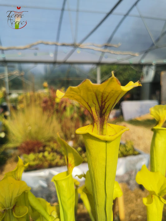 SFX01a Sarracenia flava -- “Goldie” (F257, MK)