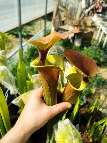 SFX02 Sarracenia x (rugelii -- riesiger robuster Klon (F18, MK) x atropurpurea -- „Kimber Red Ruffles“ (F195, MK))