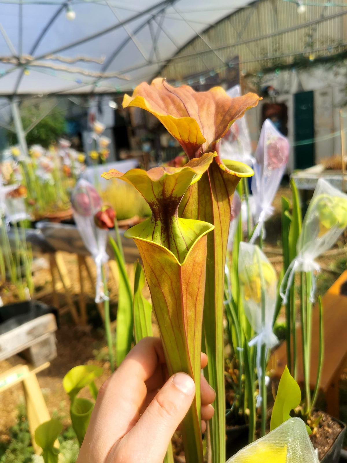 SFX02 Sarracenia x (rugelii -- riesiger robuster Klon (F18, MK) x atropurpurea -- „Kimber Red Ruffles“ (F195, MK))