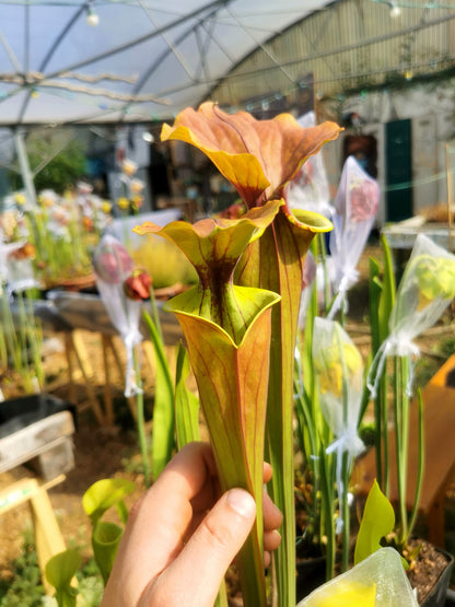 SFX02 Sarracenia x (rugelii -- riesiger robuster Klon (F18, MK) x atropurpurea -- „Kimber Red Ruffles“ (F195, MK))