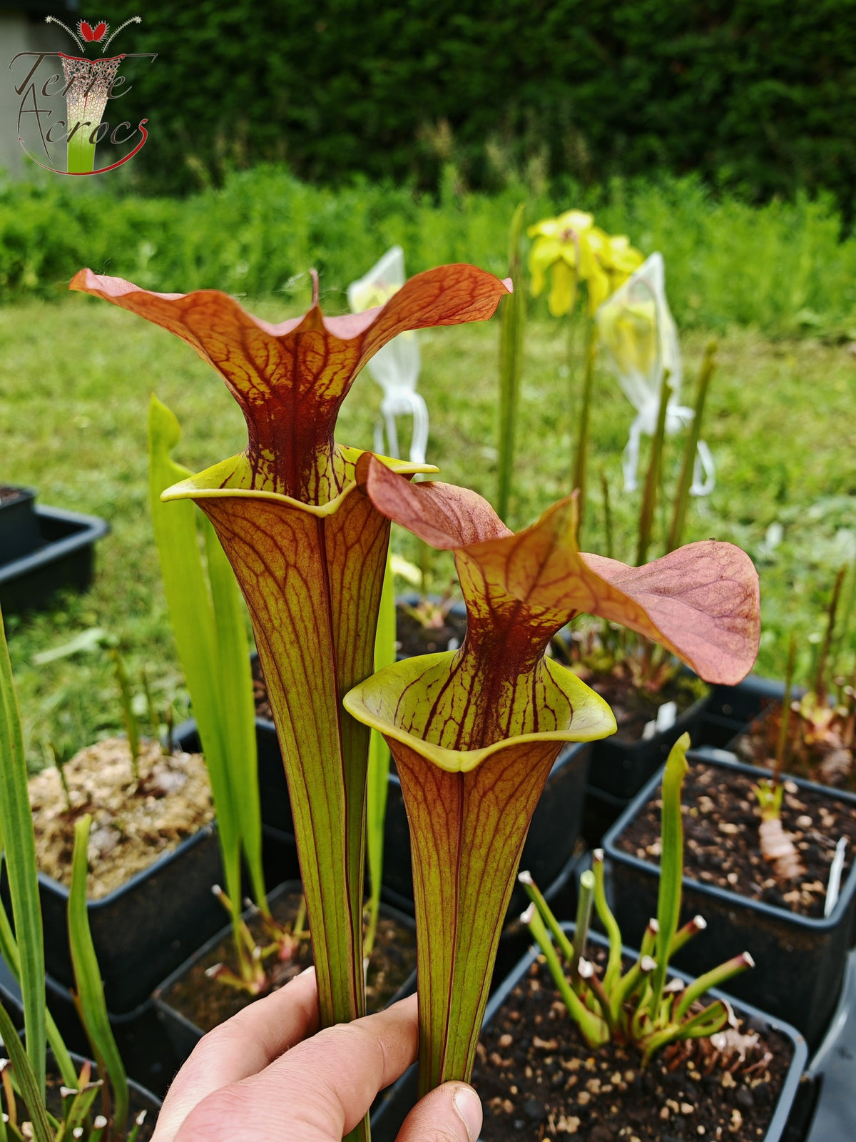 SFX02 Sarracenia x (rugelii -- riesiger robuster Klon (F18, MK) x atropurpurea -- „Kimber Red Ruffles“ (F195, MK))