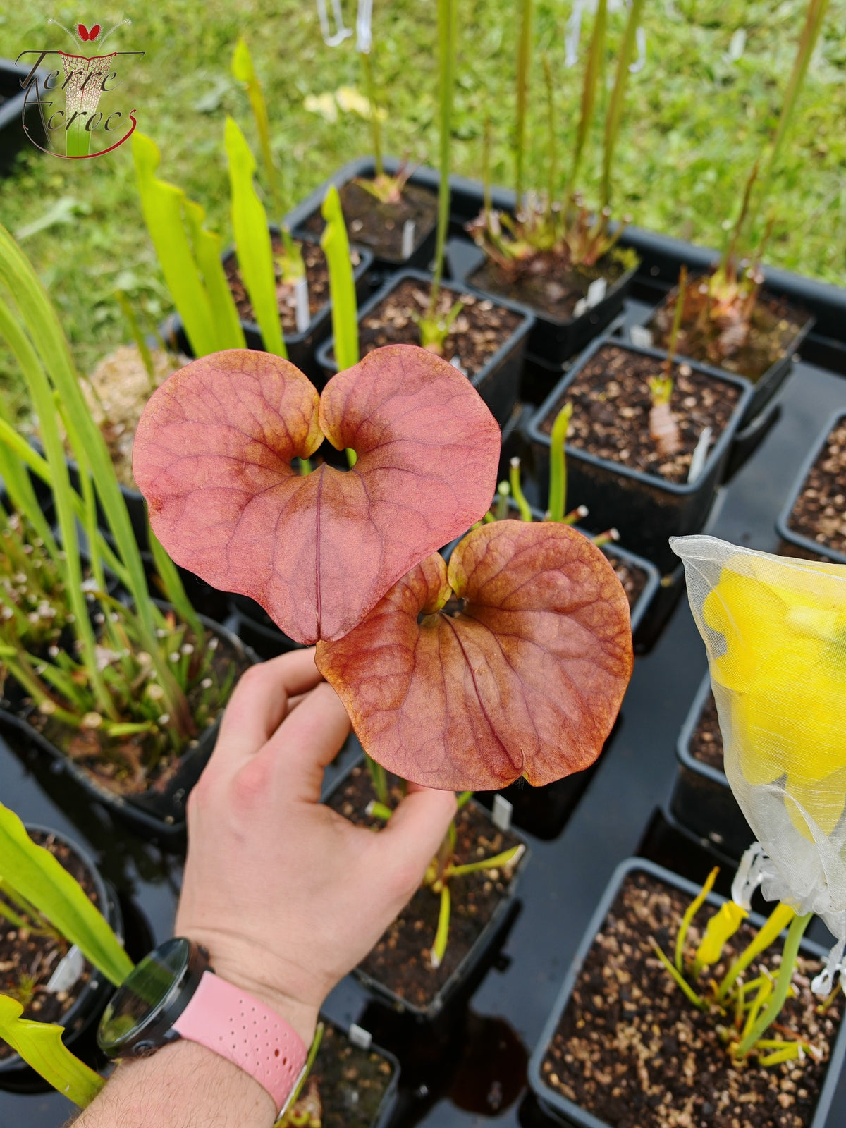 SFX02 Sarracenia x (rugelii -- riesiger robuster Klon (F18, MK) x atropurpurea -- „Kimber Red Ruffles“ (F195, MK))