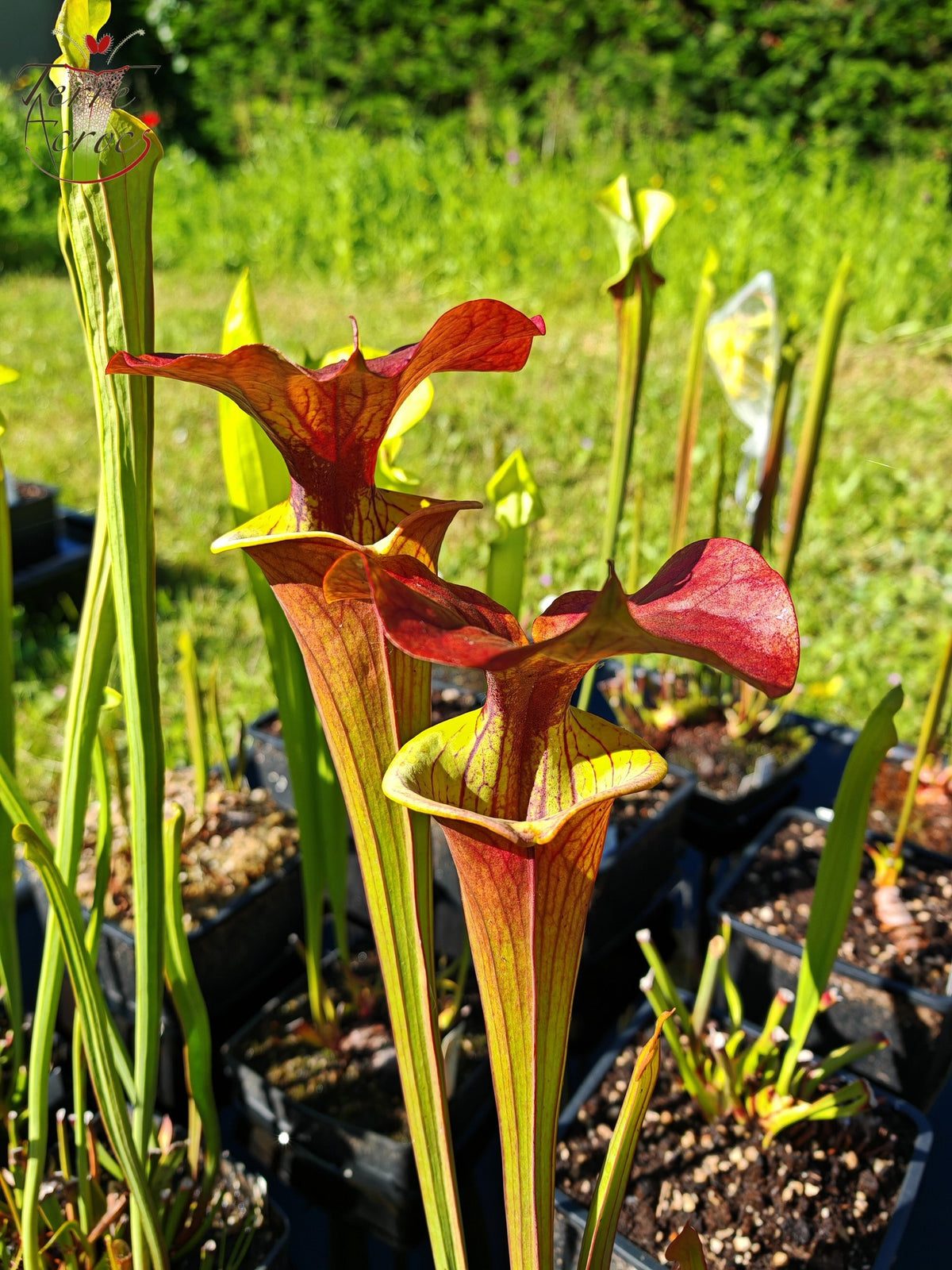 SFX02 Sarracenia x (rugelii -- riesiger robuster Klon (F18, MK) x atropurpurea -- „Kimber Red Ruffles“ (F195, MK))