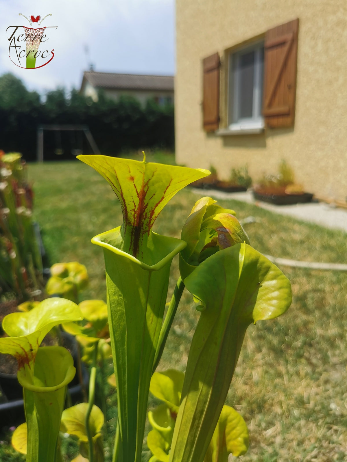 SFX03 Sarracenia flava -- "Maxima" (Adrian Slack clone)(F11, MK)