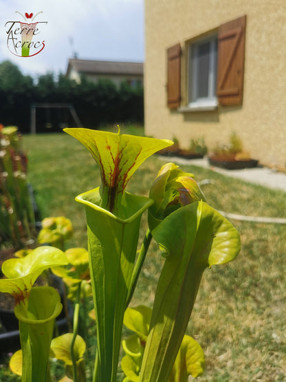 SFX03 Sarracenia flava -- "Maxima" (Adrian Slack clone)(F11, MK)