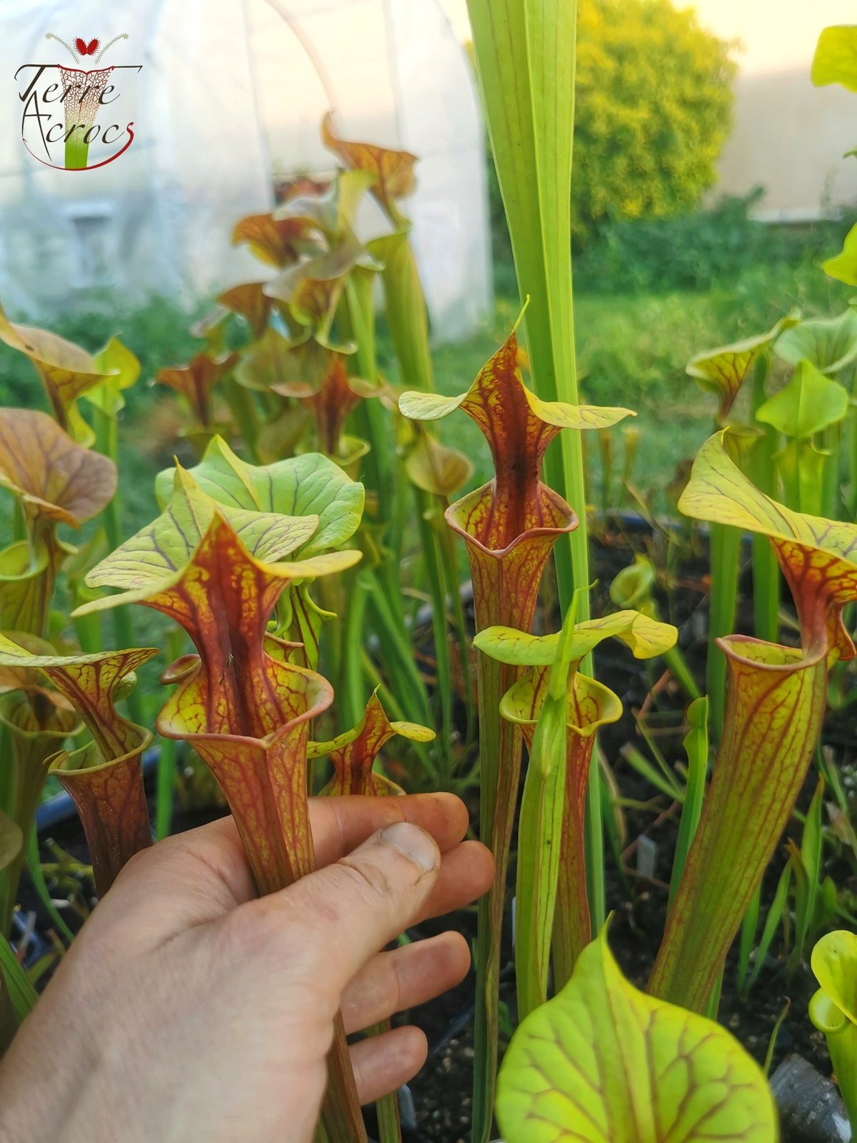 SFX04a: Sarracenia x (S. flava var. cuprea – Copper top x S. flava var. rubricorpora – Liberty Co, Florida (sehr dunkel))