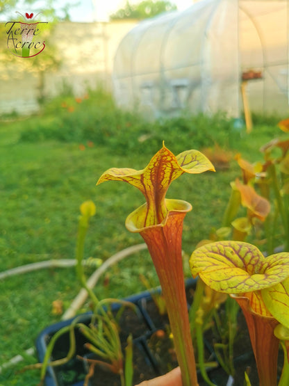 SFX04a: Sarracenia x (S. flava var. cuprea – Copper top x S. flava var. rubricorpora – Liberty Co, Florida (sehr dunkel))