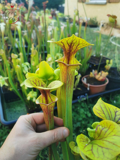 SFX04a: Sarracenia x (S. flava var. cuprea – Copper top x S. flava var. rubricorpora – Liberty Co, Florida (sehr dunkel))