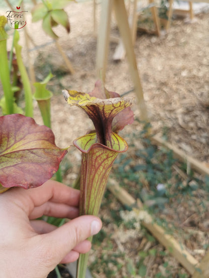 SFX04a: Sarracenia x (S. flava var. cuprea – Copper top x S. flava var. rubricorpora – Liberty Co, Florida (sehr dunkel))