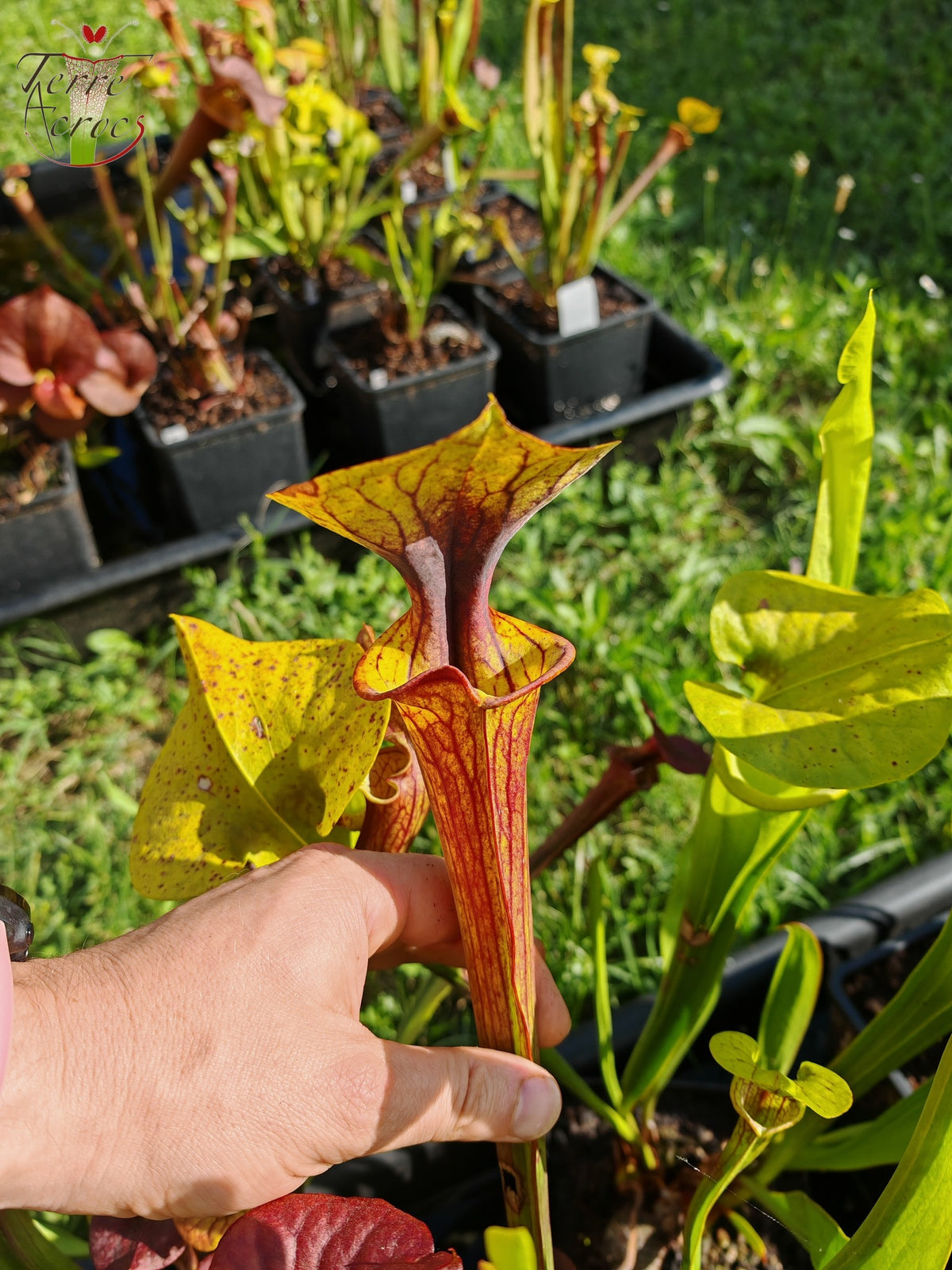 SFX04a: Sarracenia x (S. flava var. cuprea – Copper top x S. flava var. rubricorpora – Liberty Co, Florida (sehr dunkel))