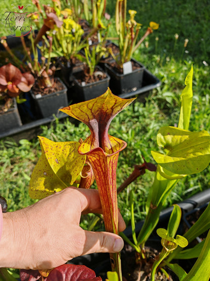 SFX04a: Sarracenia x (S. flava var. cuprea – Copper top x S. flava var. rubricorpora – Liberty Co, Florida (sehr dunkel))
