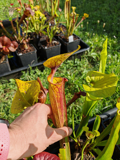 SFX04a: Sarracenia x (S. flava var. cuprea – Copper top x S. flava var. rubricorpora – Liberty Co, Florida (sehr dunkel))
