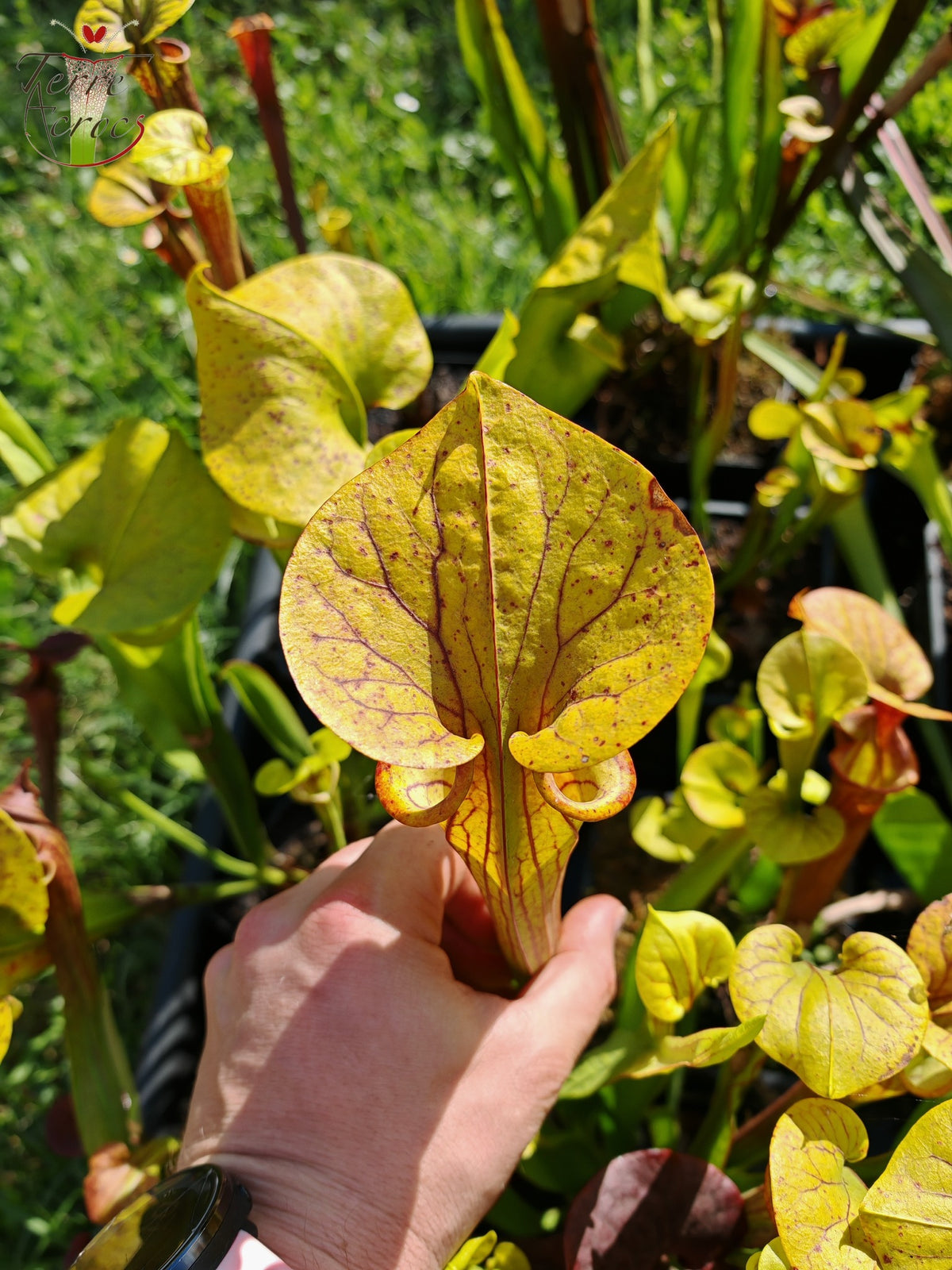 SFX04a: Sarracenia x (S. flava var. cuprea – Copper top x S. flava var. rubricorpora – Liberty Co, Florida (sehr dunkel))