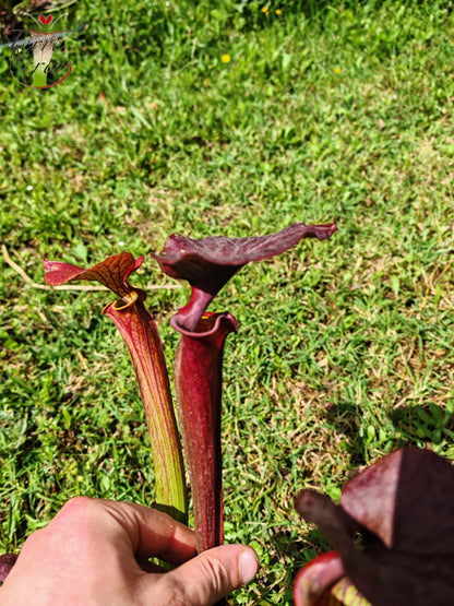 SFX04b: Sarracenia x (S. flava var. cuprea -- Copper top x S. flava var. rubricorpora -- Liberty Co, Fla (Very Dark))