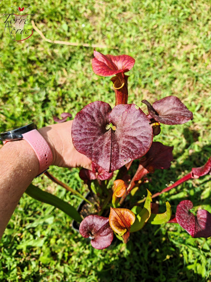 SFX04b: Sarracenia x (S. flava var. cuprea -- Copper top x S. flava var. rubricorpora -- Liberty Co, Fla (Very Dark))