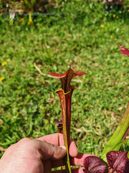 SFX04b: Sarracenia x (S. flava var. cuprea -- Copper top x S. flava var. rubricorpora -- Liberty Co, Fla (Very Dark))