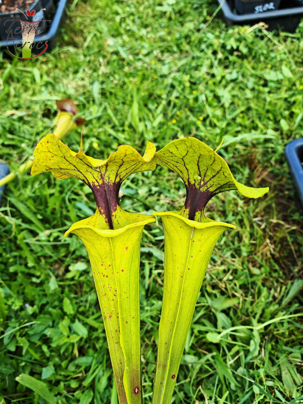 SFX07 Sarracenia flava -- vigorous clone (GB)