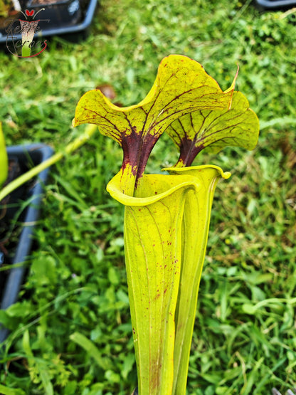SFX07 Sarracenia flava -- vigorous clone (GB)