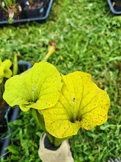 SFX07 Sarracenia flava -- vigorous clone (GB)
