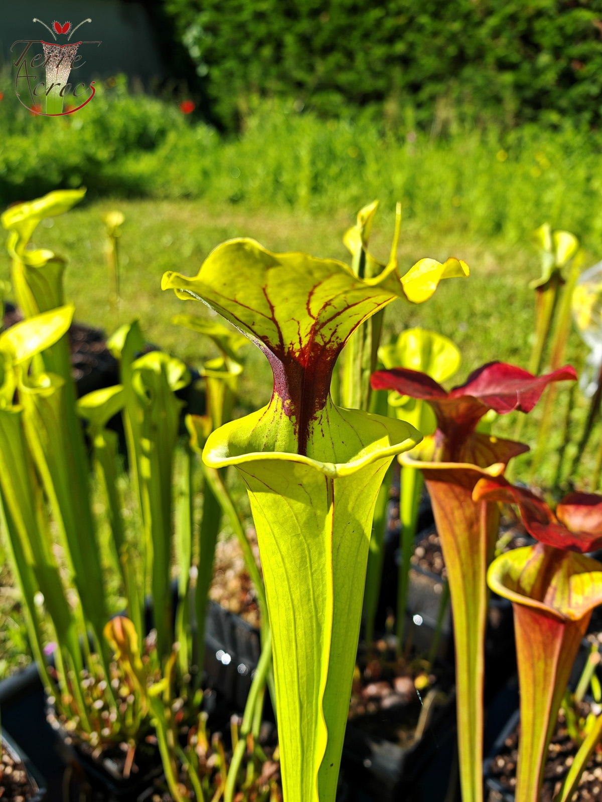 SFX07 Sarracenia flava -- vigorous clone (GB)