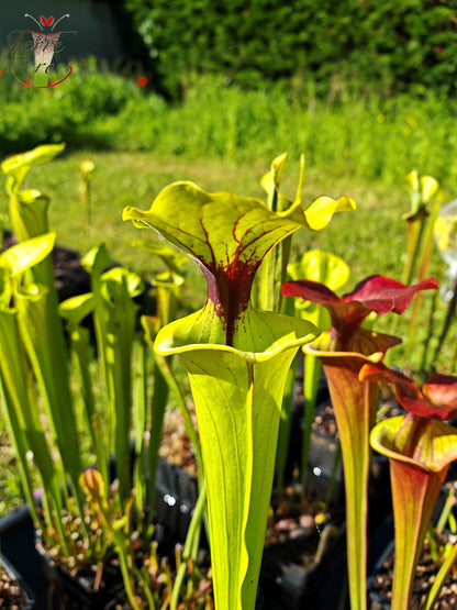 SFX07 Sarracenia flava -- vigorous clone (GB)