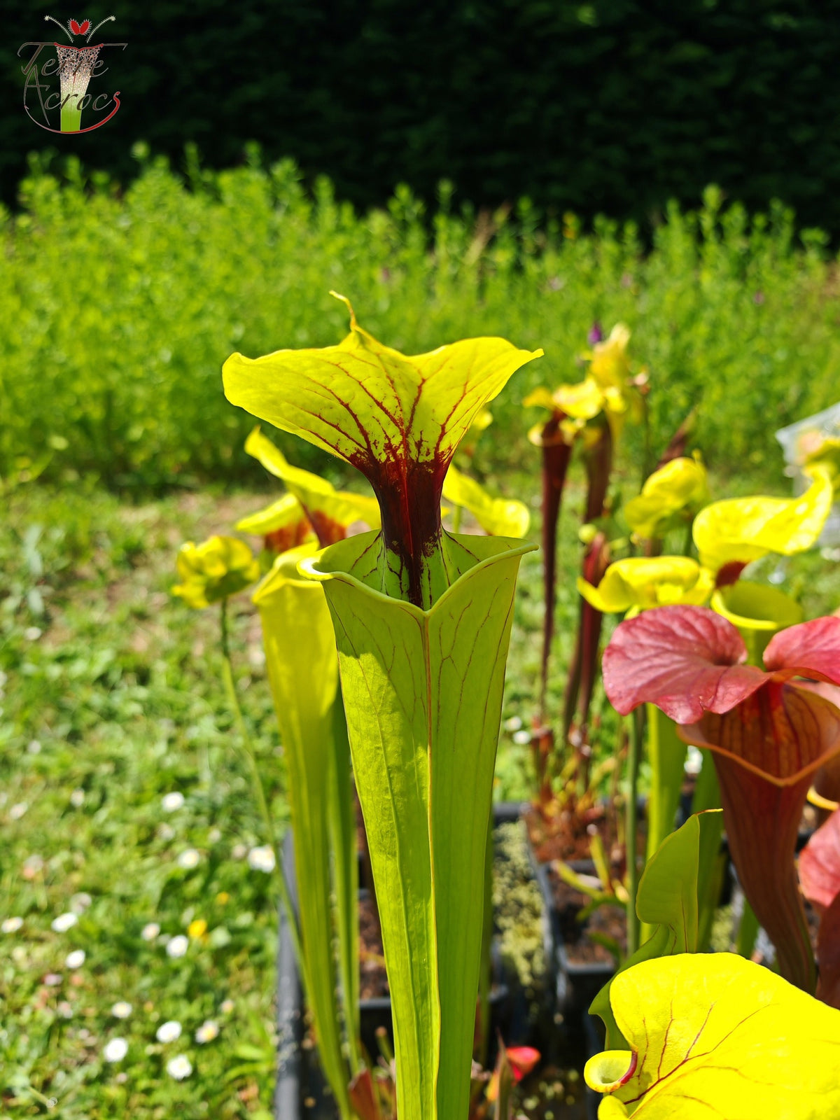SFX07 Sarracenia flava -- vigorous clone (GB)