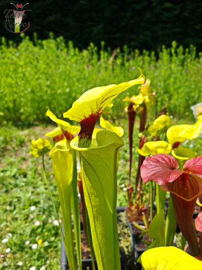 SFX07 Sarracenia flava -- vigorous clone (GB)