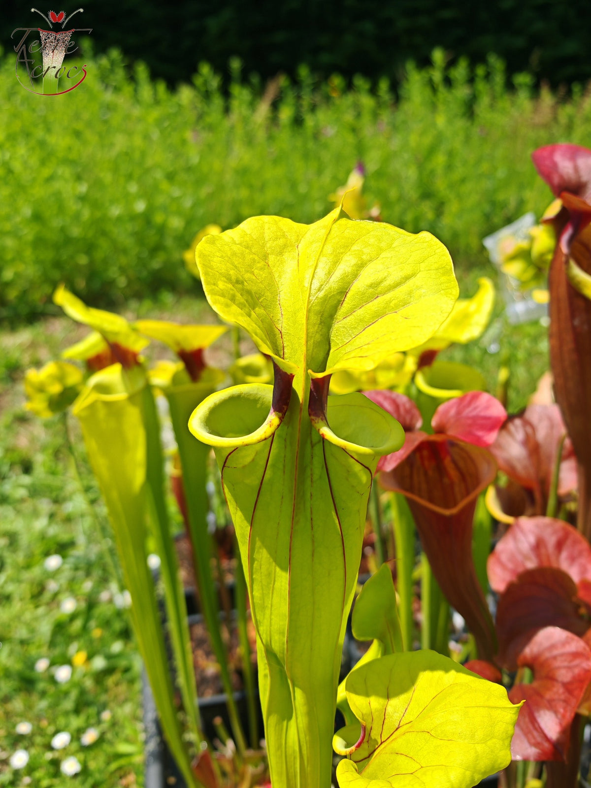 SFX07 Sarracenia flava -- vigorous clone (GB)