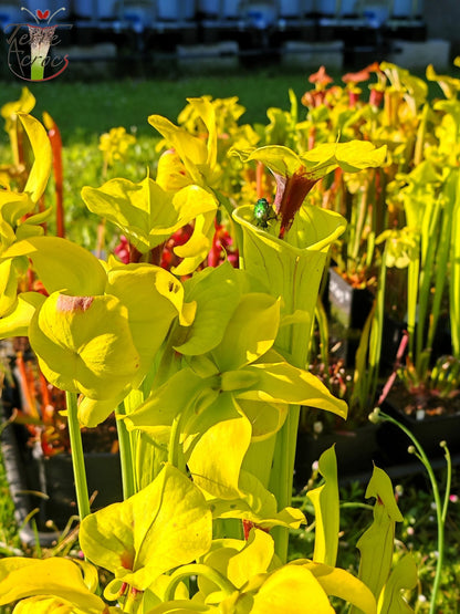 SFX07 Sarracenia flava -- vigorous clone (GB)