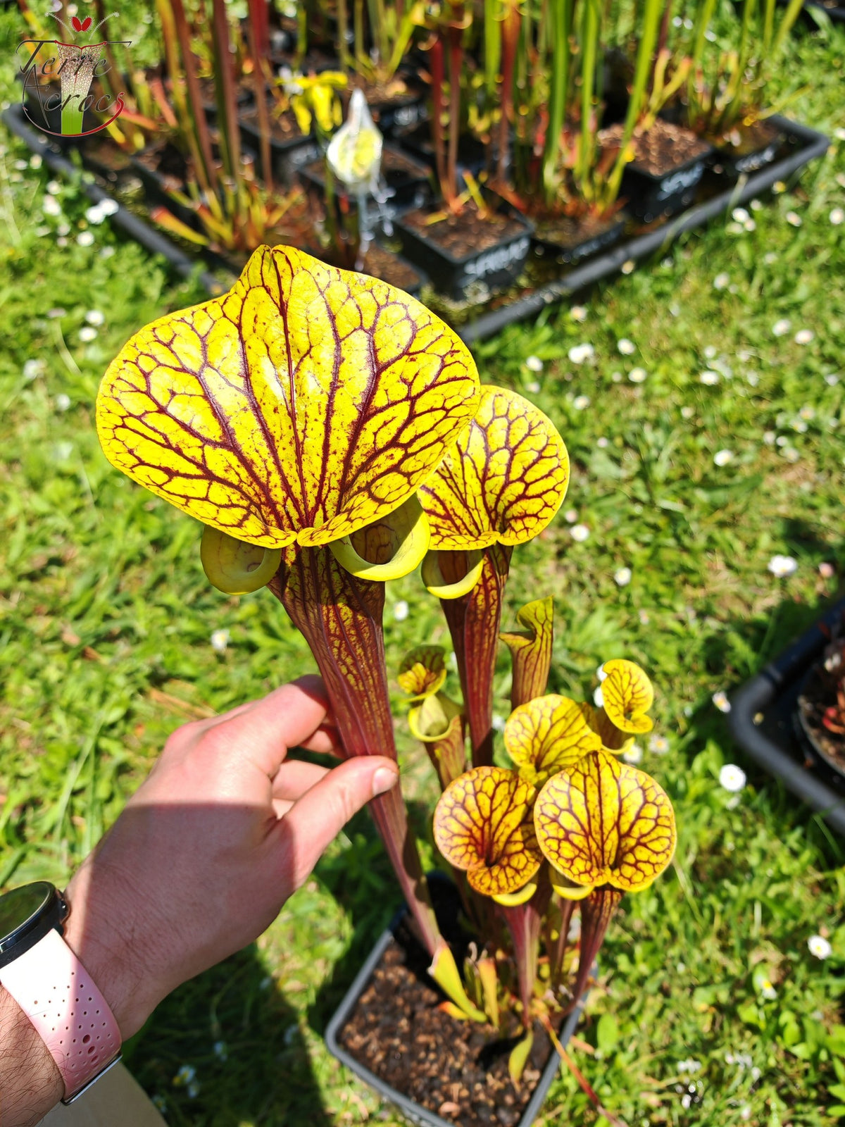 SFX08-03 Sarracenia x (“Black Veins” x ‘Waccamaw’) (clone 3)