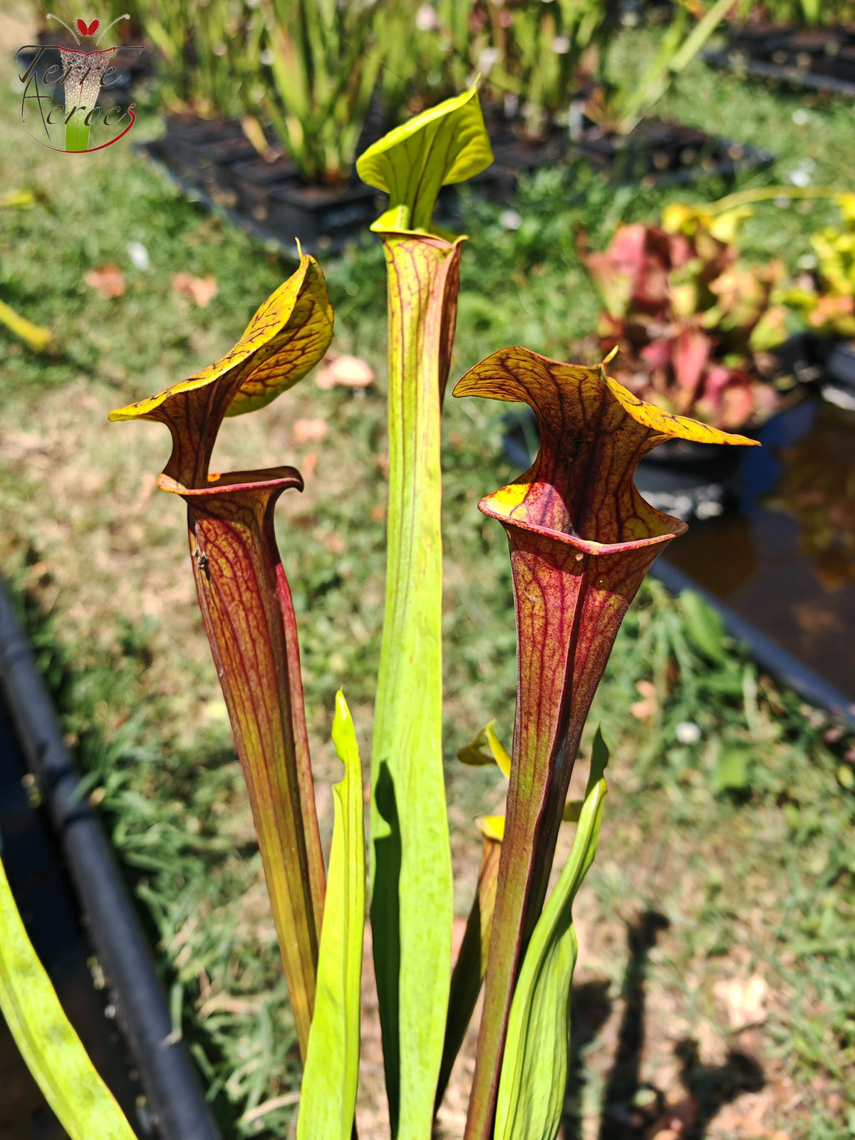 SFX09 Sarracenia x (atropurpurea -- All Red form x ornata -- Sandy Creek)