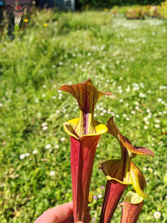 SFX10 Sarracenia flava var. cuprea (wahrscheinlich hybridisiert mit flava. var. rubricorpora)(GB)
