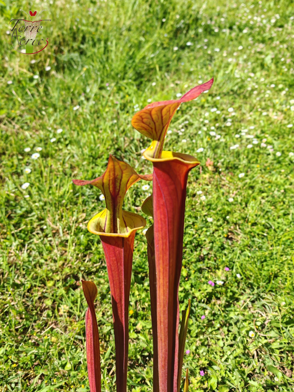 SFX10 Sarracenia flava var. cuprea (wahrscheinlich hybridisiert mit flava. var. rubricorpora)(GB)