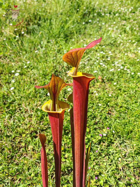 SFX10 Sarracenia flava var. cuprea (wahrscheinlich hybridisiert mit flava. var. rubricorpora)(GB)