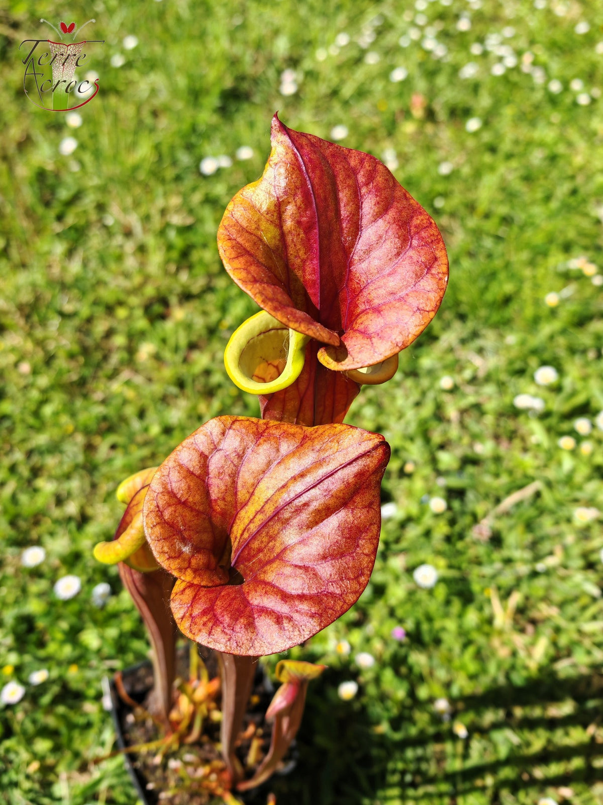 SFX10 Sarracenia flava var. cuprea (wahrscheinlich hybridisiert mit flava. var. rubricorpora)(GB)