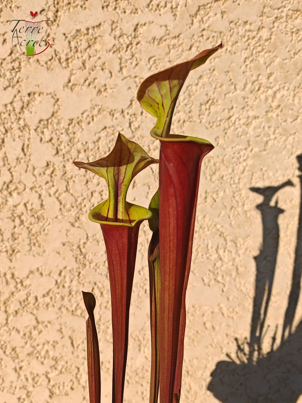 SFX10 Sarracenia flava var. cuprea (wahrscheinlich hybridisiert mit flava. var. rubricorpora)(GB)