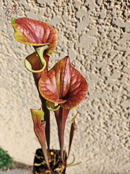 SFX10 Sarracenia flava var. cuprea (wahrscheinlich hybridisiert mit flava. var. rubricorpora)(GB)