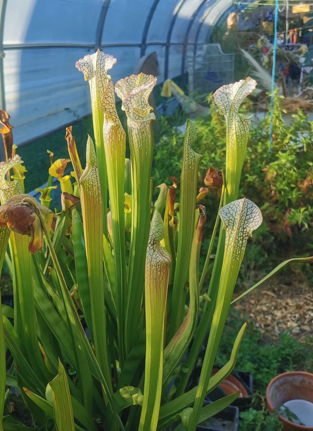SL01 Sarracenia leucophylla – Typ
