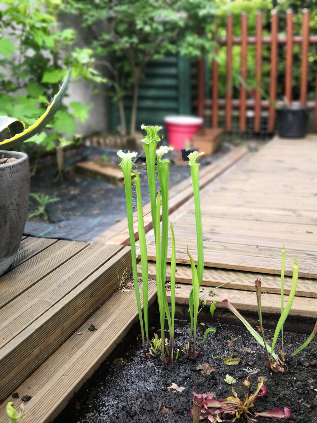 SL01 Sarracenia leucophylla – Typ
