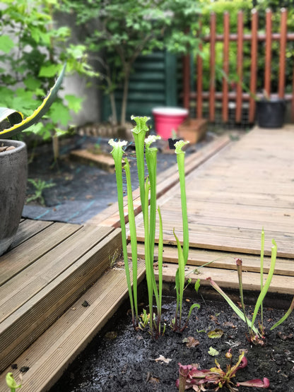 SL01 Sarracenia leucophylla – Typ