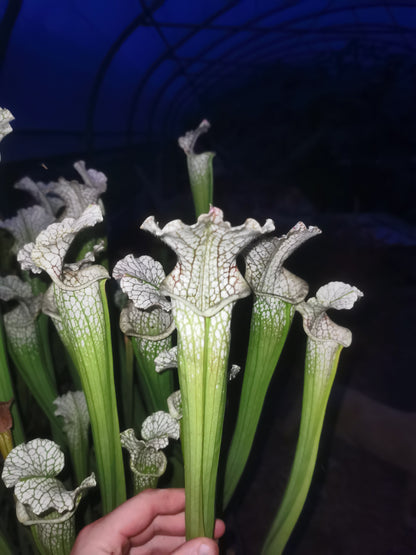 SL01 Sarracenia leucophylla – Typ