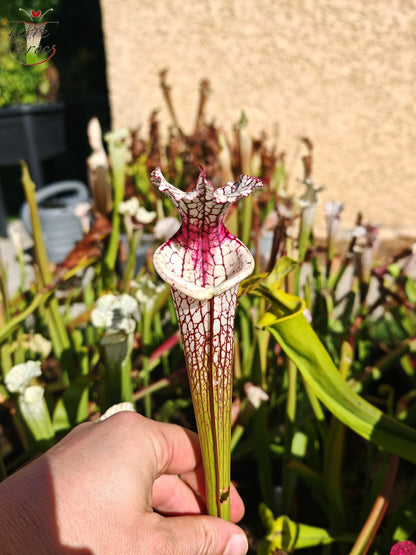 SL05 Sarracenia leucophylla -- “Red Stripe Throat” (L111, MK)