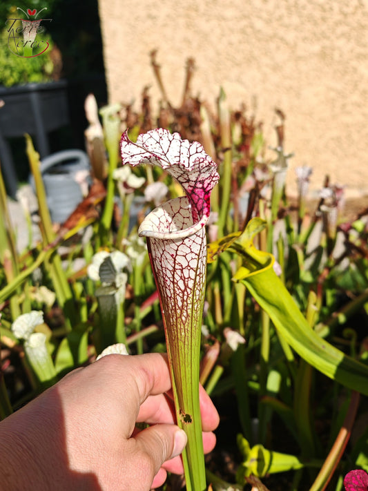 SL05 Sarracenia leucophylla -- “Red Stripe Throat” (L111, MK)