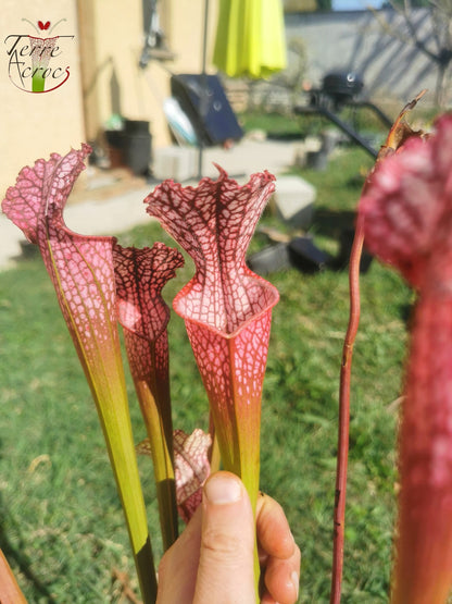 SL07 Sarracenia leucophylla – "Pink Sheet"