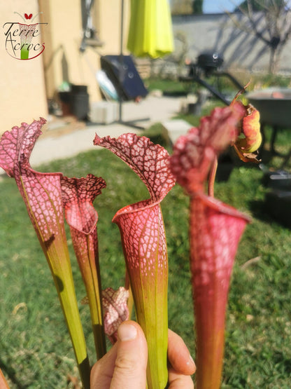 SL07 Sarracenia leucophylla – "Pink Sheet"