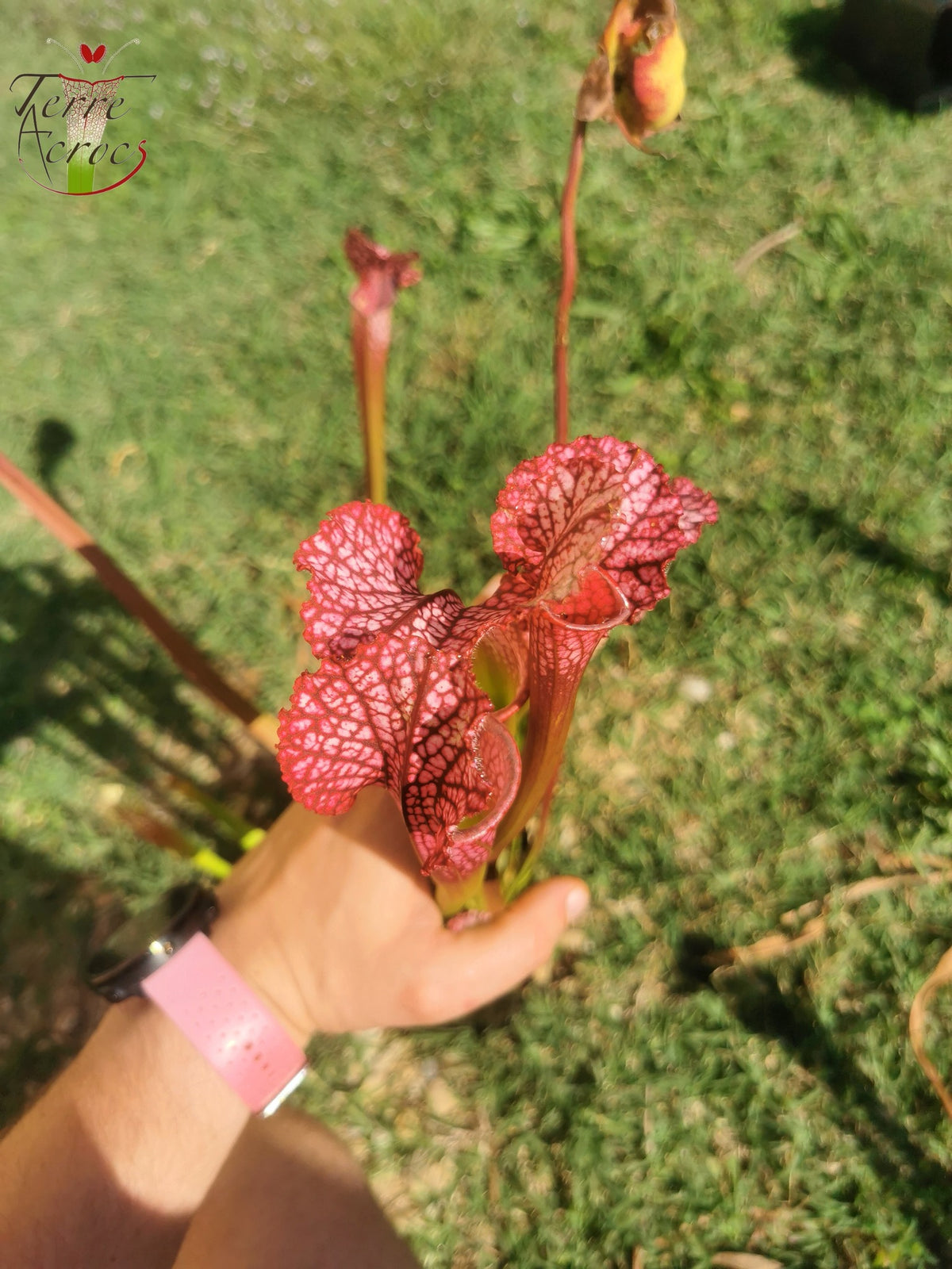 SL07 Sarracenia leucophylla – "Pink Sheet"