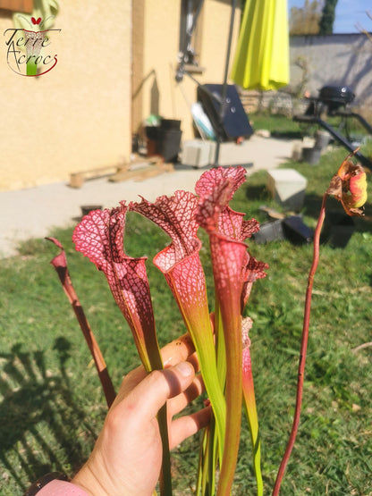 SL07 Sarracenia leucophylla – "Pink Sheet"