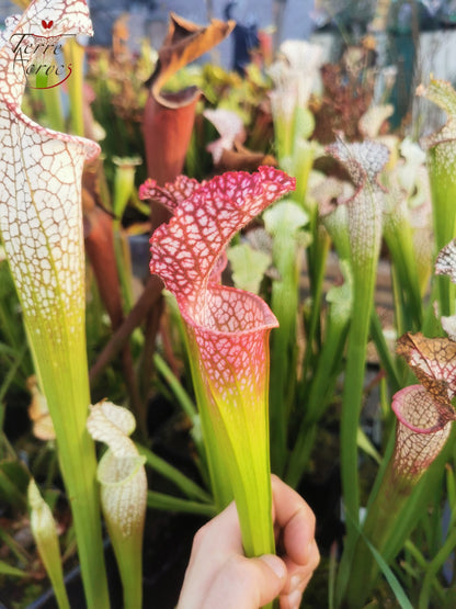 SL07 Sarracenia leucophylla – "Pink Sheet"
